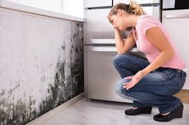 Best Black Mold Removal  in Champlin, MN